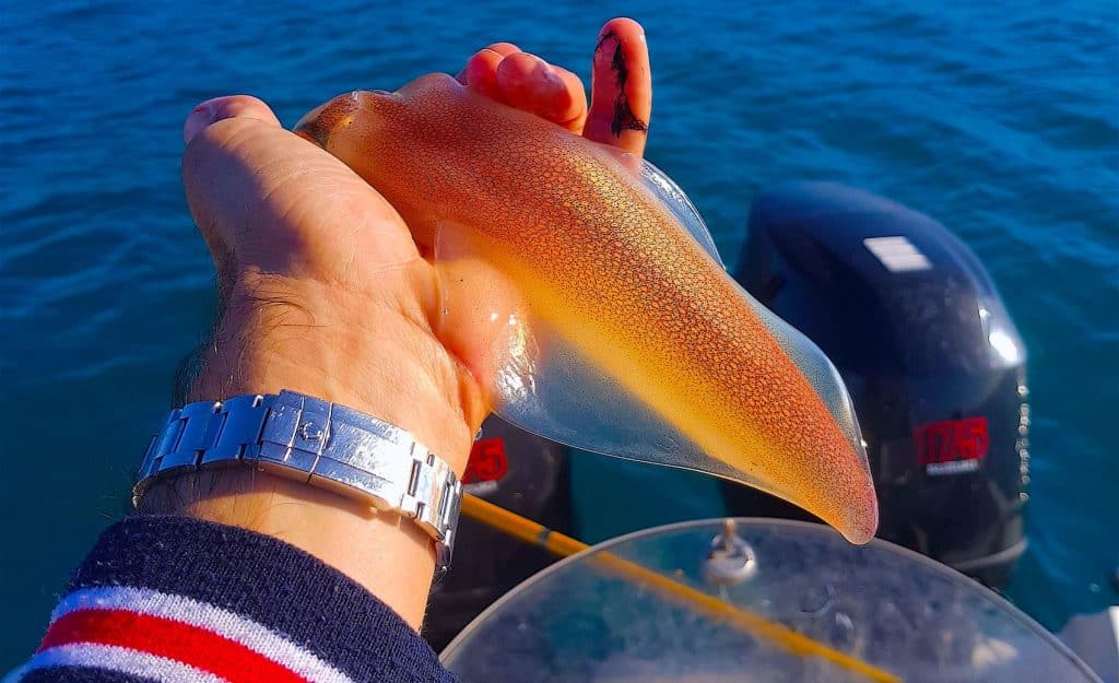 pêche au calamar