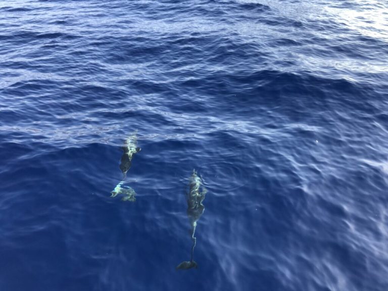 1,000 milles dans la mer tyrrhénienne