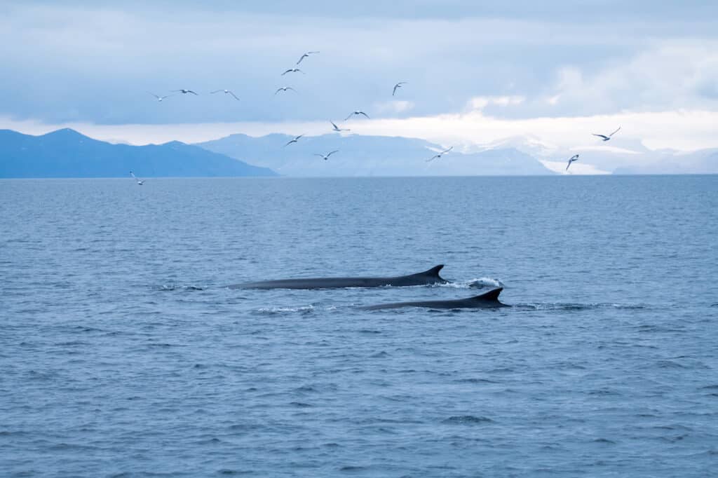 balenes-Svalbard_Photo-Thomas-Griesbeck