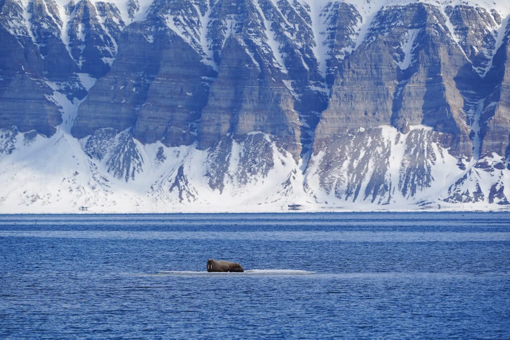 Walrus-Svalbards Photo-Daniel-John-Benton