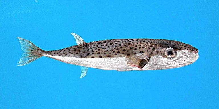 Lagocephalus sceleratus